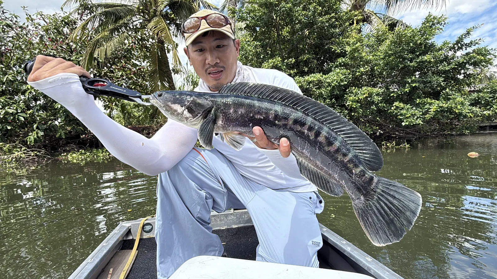 Snakehead caught in a canal west of Bangkok