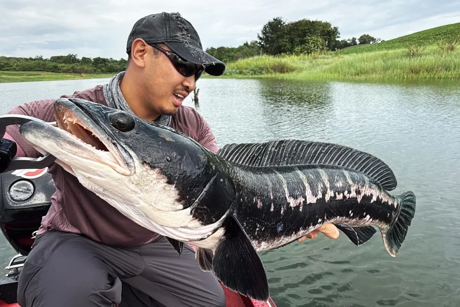 Angler holding a giant snakehead on a boat in Thailand